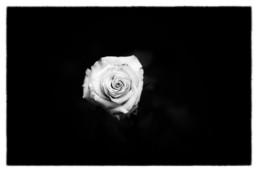 Rose black and white, Fine Art Photography by Ana Sedano